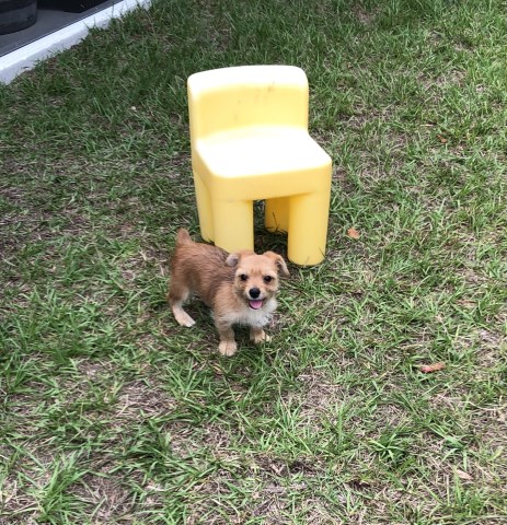 Morkie puppy for sale + 56140