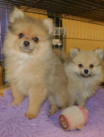 Chicago Toy Pomeranian.  GREAT with Kids!!!