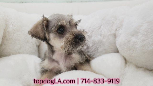 Schnauzer Puppy - Female - Starla ($1,299)