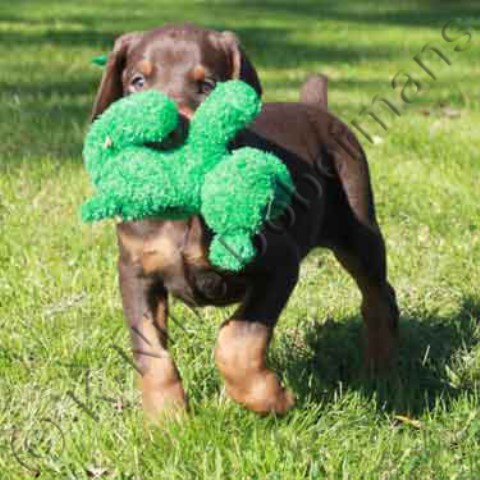 Red male doberman puppy for sale with the green ribbon