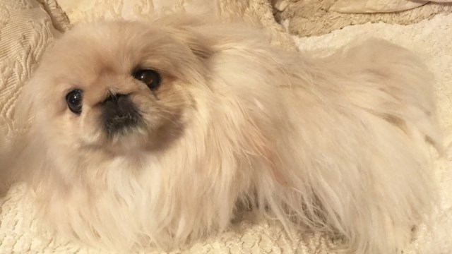 Pekingese CH AKC