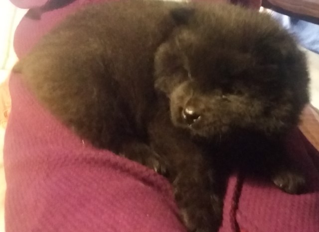 Chow Chow puppy for sale + 47528