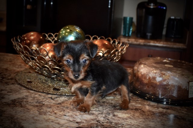 Yorkshire Terrier puppy for sale + 54704