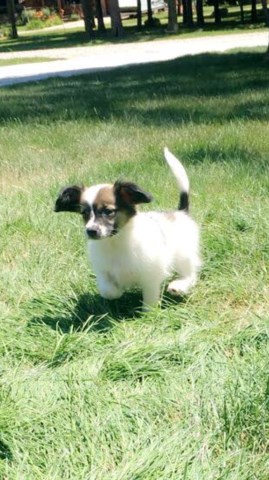 10 week old female papillon puppy