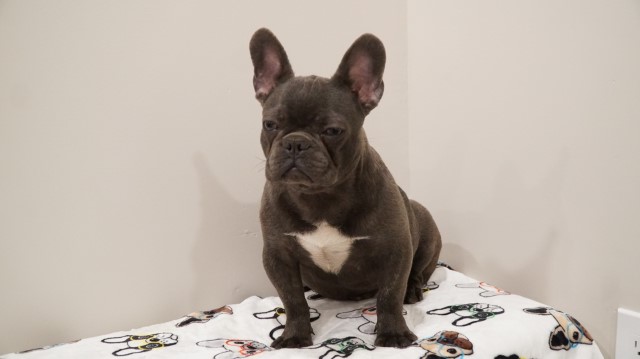 Male blue brindle frenchie