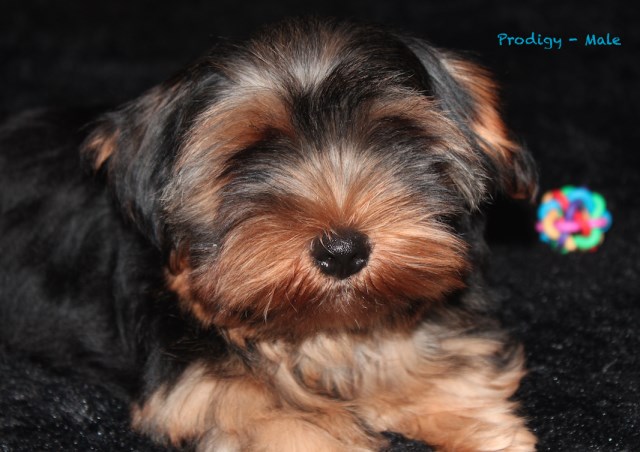 Yorkshire Terrier puppy for sale + 46253