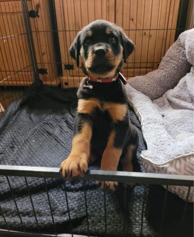 Rottweiler puppy for sale + 67200