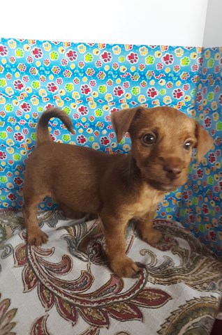 Jack Russell-Yorkie Puppies For Sale