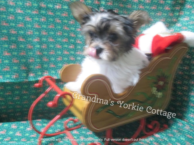 AKC Parti Yorkshire Terrier  Snoopy