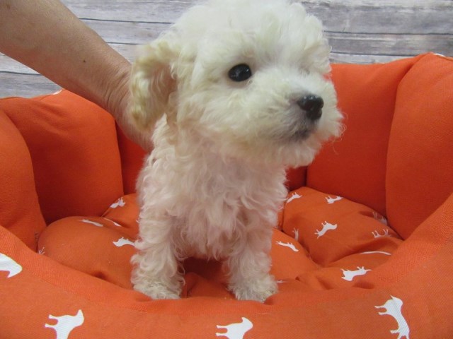 Maltese puppy for sale + 47245
