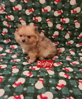 CKC Pomeranian Puppies Pomeranian for sale/adoption