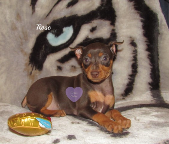 Miniature Pinscher puppy for sale + 63994