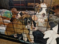 Show Quality Boxers Boxer for sale/adoption