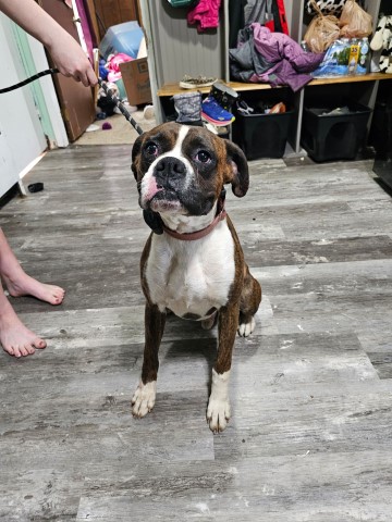 Flashy Brindle Boxer
