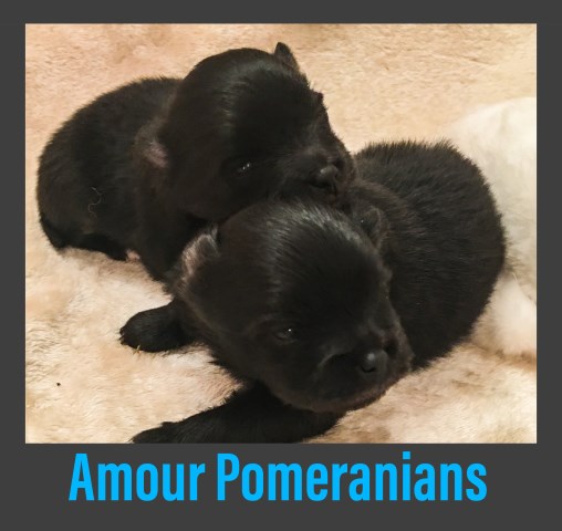 Puppies born 9/6/17