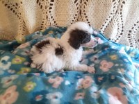 Poodle Toy thumbnail