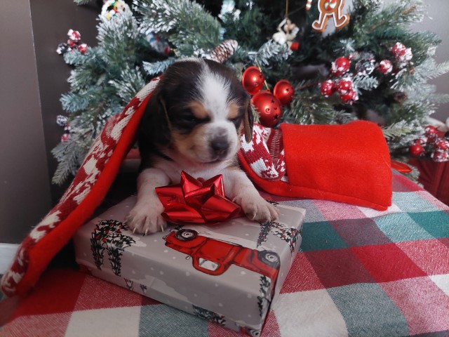 Chihuahua puppy for sale + 65650