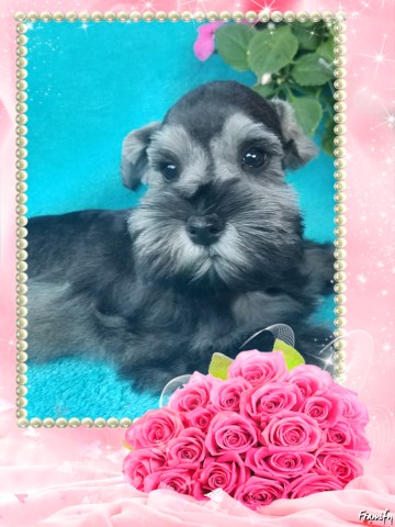 Miniature and Toy  Schnauzer Puppies