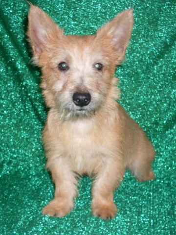 Cairn Terrier puppy for sale + 59272