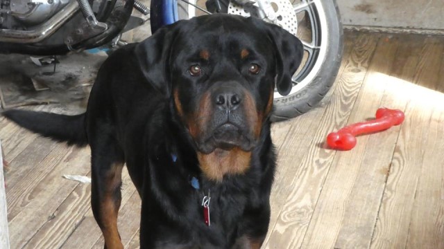Rottweiler puppy for sale + 60839