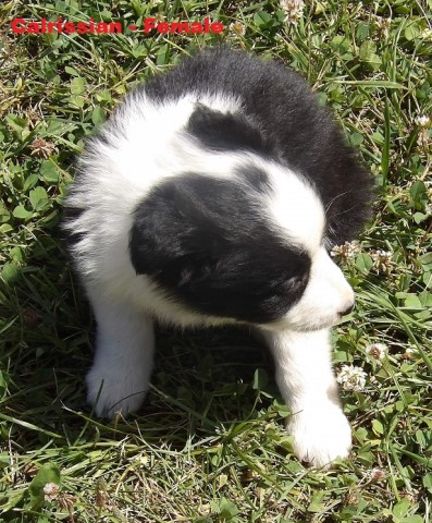 Border Collie puppy for sale + 64917