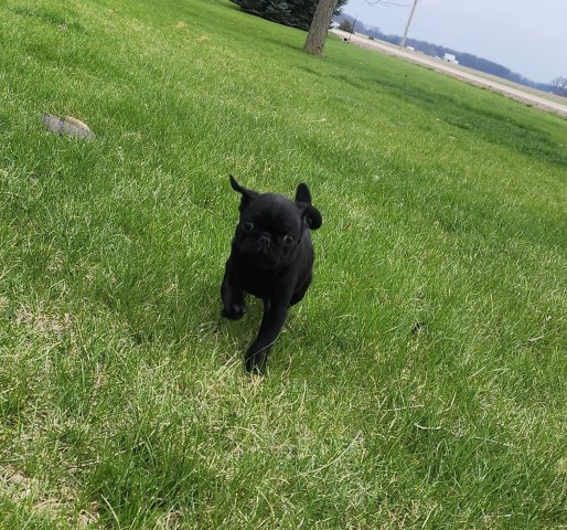 Pug puppy for sale + 66527