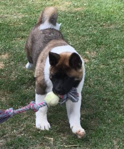 Akita AKC 6 mo male show quality, healthy, all shots, house trained, OFA parents