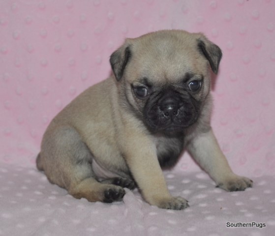 AKC Pug Puppies for Sale