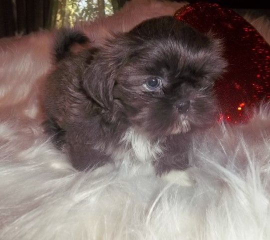 AKC  Imperial Shih Tzu  Blue  Female