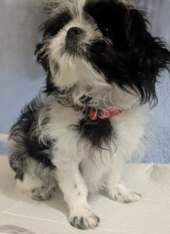 Shih Tzu puppy for sale + 66880