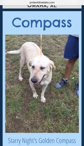 AKC Chocolate, Yellow and Black Labrador Retriever Puppies