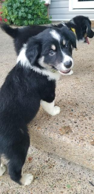 Australian Shepherd Dog puppy for sale + 56905