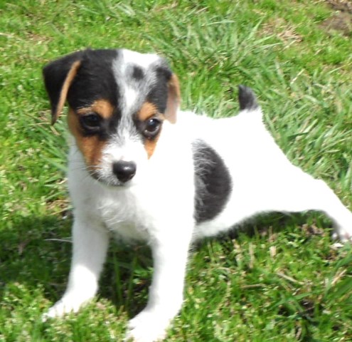 Jack Russell Terrier puppy for sale + 54143