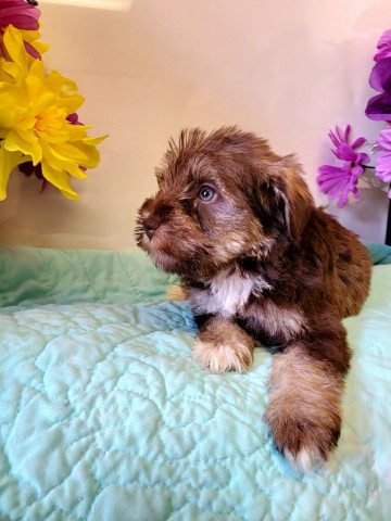 Adorable Mini Schnauzers