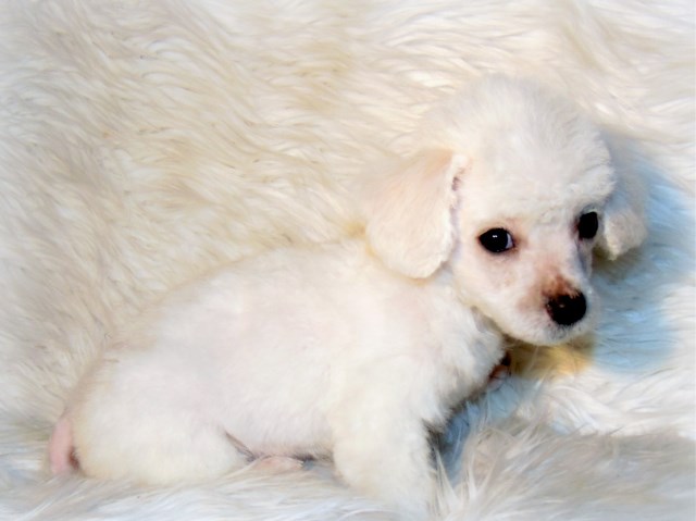 Poodle Toy puppy for sale + 54632