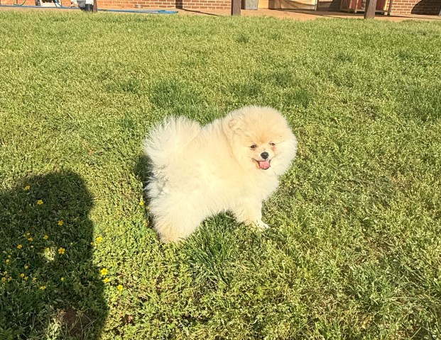 Danny Boy: CKC Pomeranian