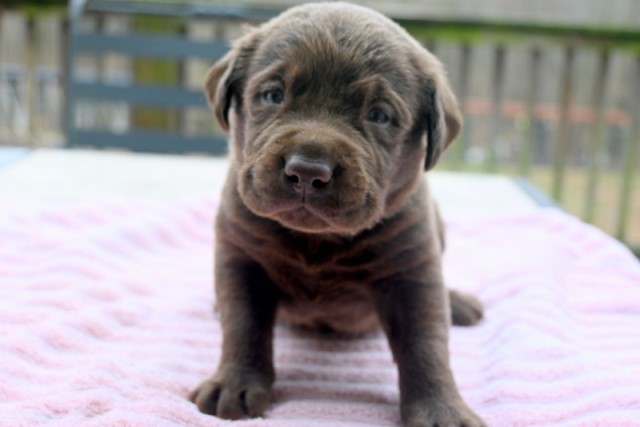 AKC Chocolate & Silver Labrador Retriever Puppies for Sale