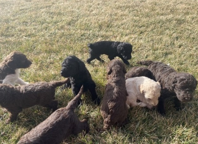 Labradoodle puppy for sale + 59635