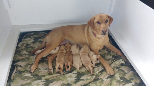 Labrador Retriever Puppies