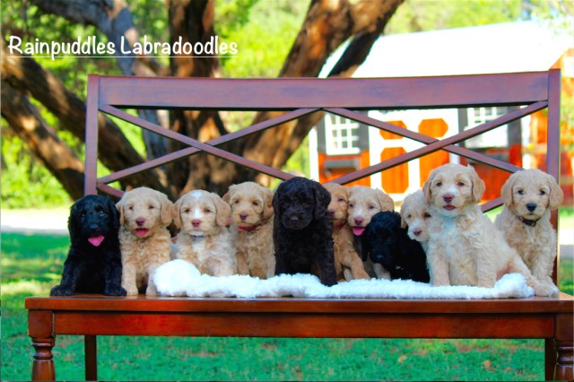 Australian Labradoodle Puppies Available