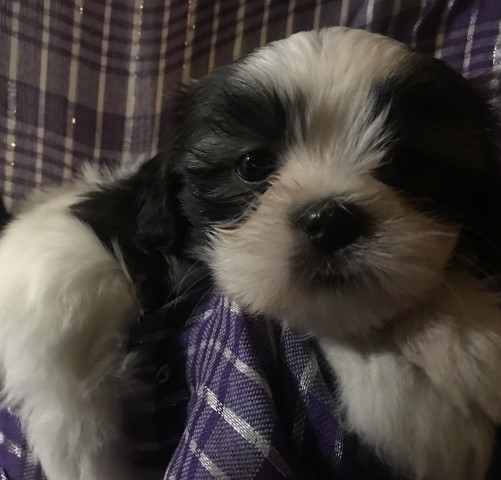 Shih Tzu puppy for sale + 62368