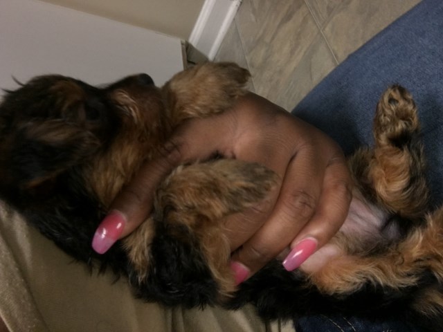 Yorkshire Terrier puppy for sale + 52650