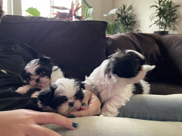 Shih Tzu puppy for sale + 64224