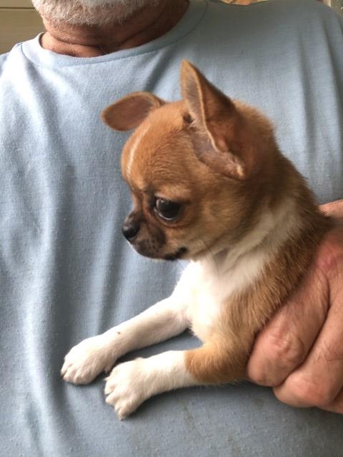 Chihuahua puppy for sale + 61581