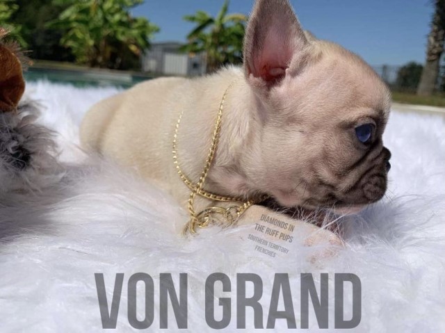 Von Grand    Frenchie w/Clean Health Panel and awesome color dna