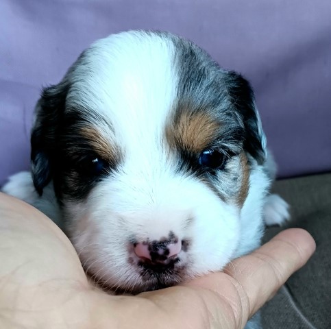 Miniature Australian Shepherd puppy for sale + 66113