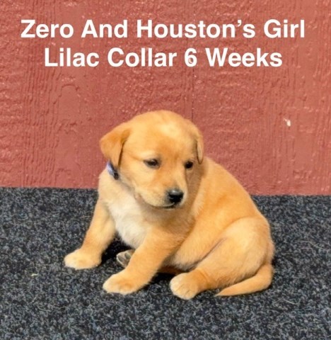 Labrador Retriever puppy for sale + 66994