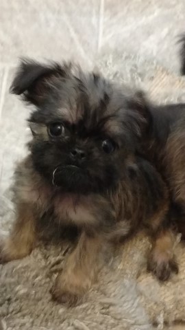 Brussels Griffon puppy for sale + 62295