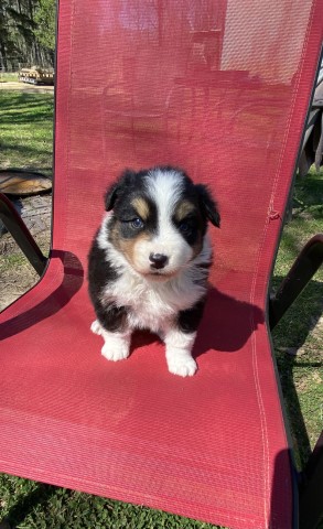 Australian Shepherd Dog puppy for sale + 64706