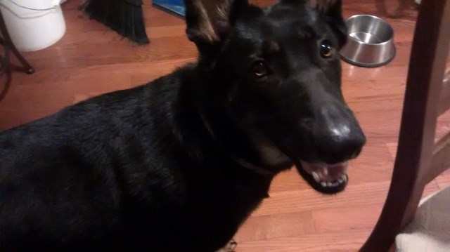 German Shepherd Dog puppy dog for sale in Halifax, North